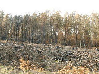 Лес после пожара.jpg
