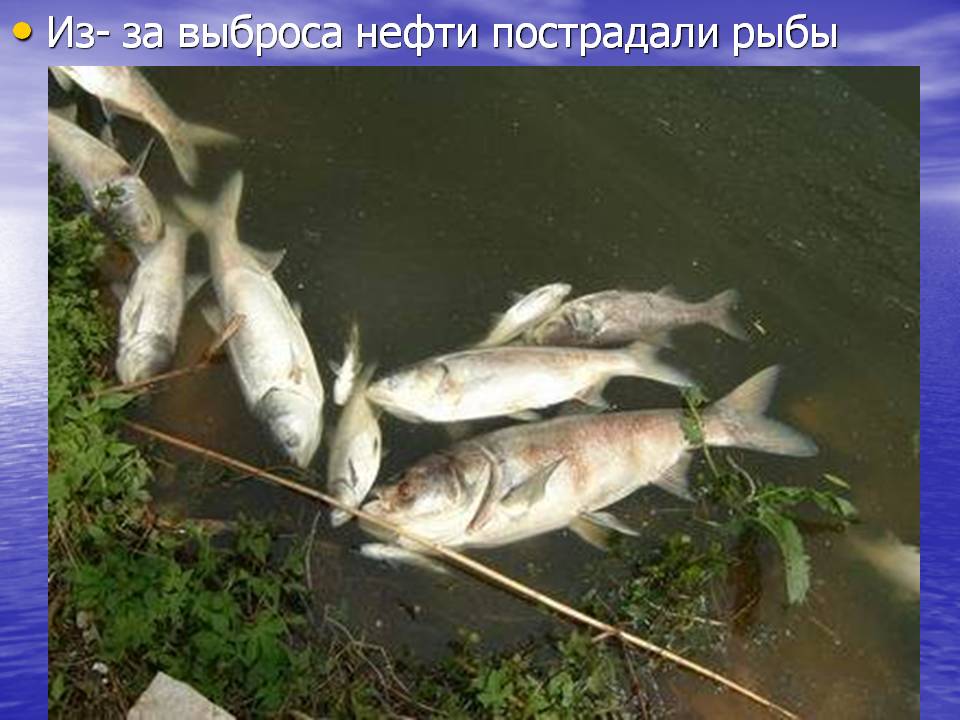 Из- за выброса нефти пострадали рыбы.JPG